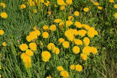 Meadow near Ratzeburg