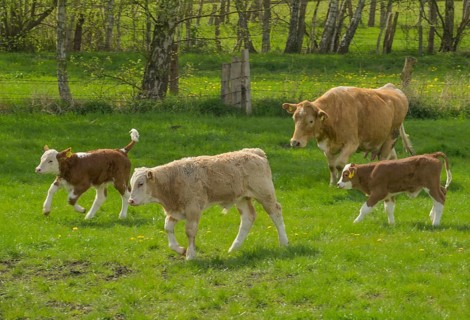 Pasture
