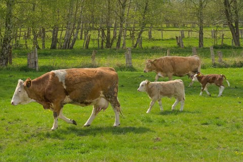Pasture