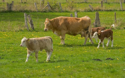 Pasture