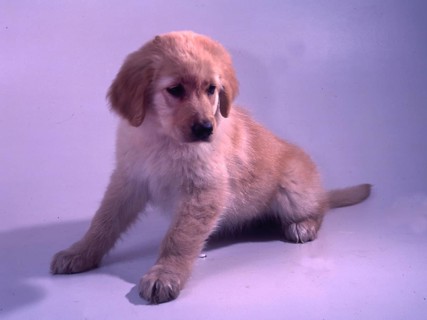 Dog. Hovawart puppy