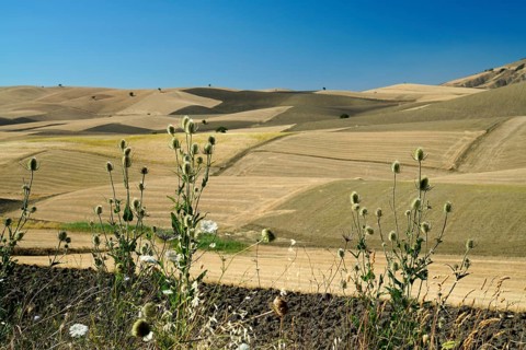 Landscape around Irsina