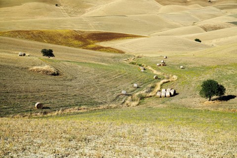 Landscape around Irsina