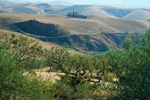 Landscape around Irsina