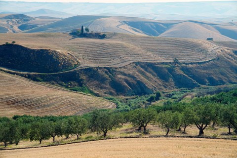 Landscape around Irsina
