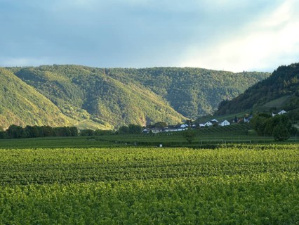 Vineyard on the Moselsteig near Schleich on the Roman Wine Route in the Trier-Saarburg district