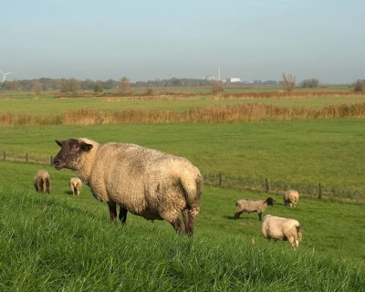 Sheep at the Strohauser Plate on the Weser. In the background