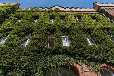 Facade of the district court overgrown with wild virginia creeper