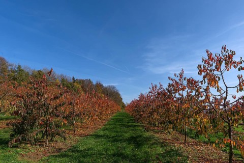 Young cherry orchard in autumn colour