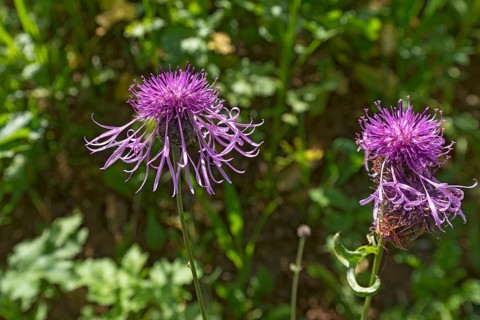 Flowers of a brown knapweed