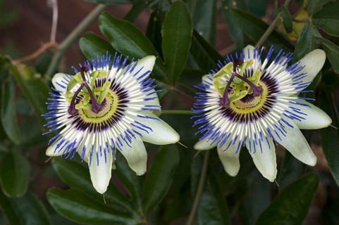 Flowers of a Blue blue passion flower