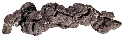 Coprolite