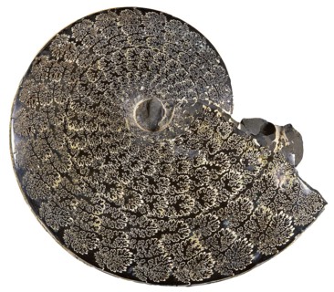 Fossil Ammonite Showing Growth Plates