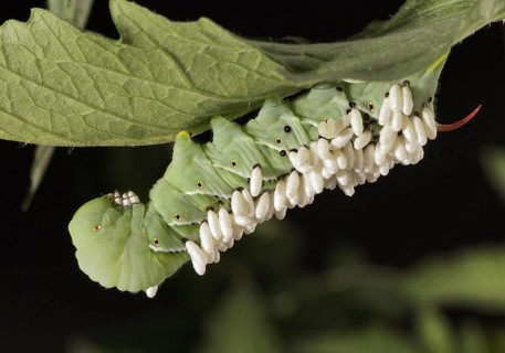 Tomato Hornworm Parasitized by a Braconid Wasp. Larva that hatch from wasp eggs laid on the hornworm feed on the inside of the hornworm until the wasp is ready to pupate