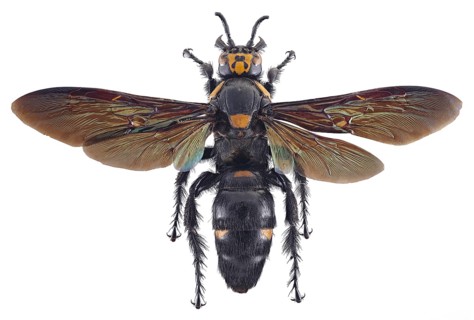 Giant Scoliid Wasp