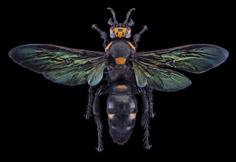 Giant Scoliid Wasp