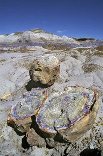 Petrified Forest