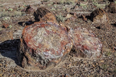 Petrified Forest National Park