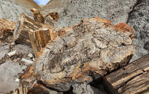 Petrified Forest National Park