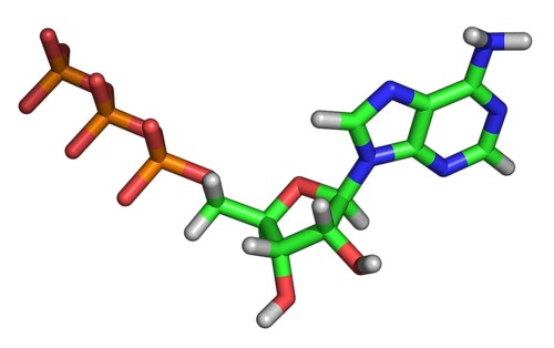 Molecule of Adenosine Triphosphate