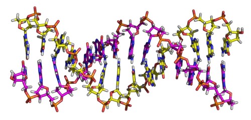 Deoxyribonucleic acid