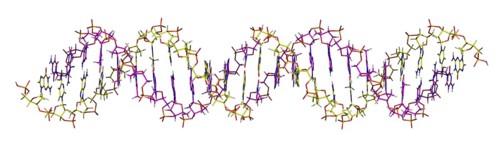 Deoxyribonucleic acid