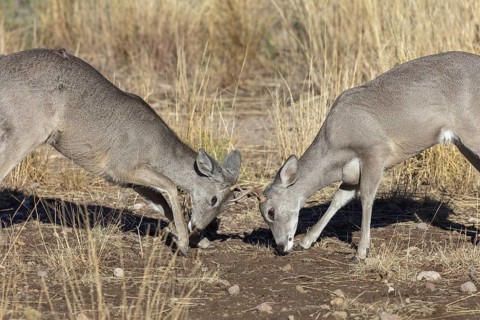 Coues' White-tailed deer