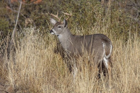 Coues' White-tailed deer