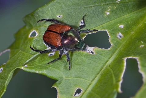Japanese Beetle