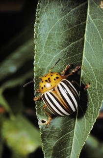 Colorado Potato Beetle