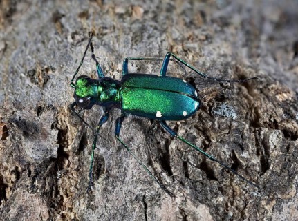 Six-spotted Green Tiger Beetle Cicindela sexguttata