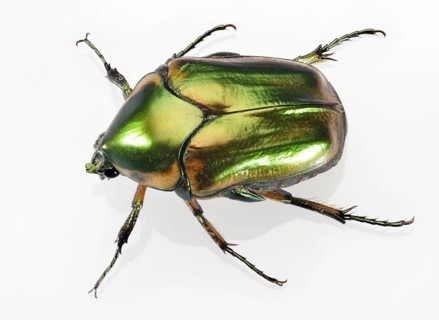 Green June Beetle