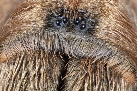 Close Up of the Face of a or the Western Desert Tarantula