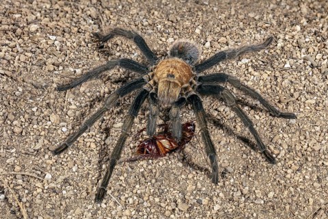 or the Western Desert Tarantula