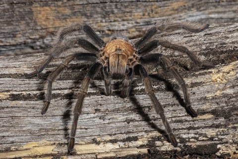 or the Western Desert Tarantula