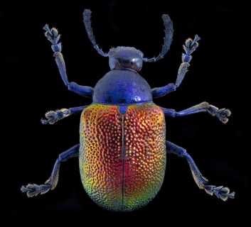 Dogbane Beetle