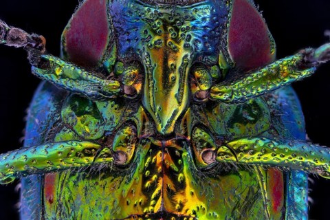 Wood Boring Beetle Underside Showing Leg Sockets