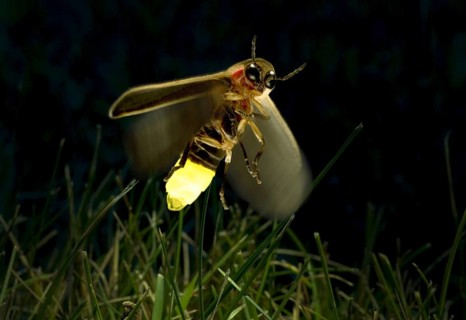 Firefly