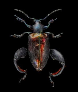 Irridescent Frog-Legged Leaf Beetle