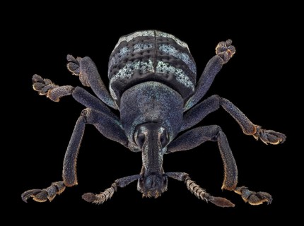 Weevil