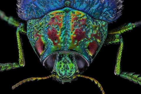 Wood Boring Beetle