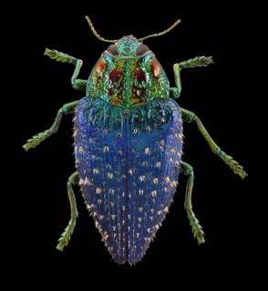 Wood Boring Beetle