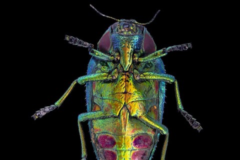 Wood Boring Beetle