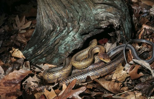 Baird's Ratsnake