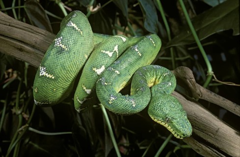 Emerald Tree Boa