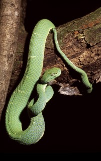 GREEN PALM VIPER Bothriechis lateralis