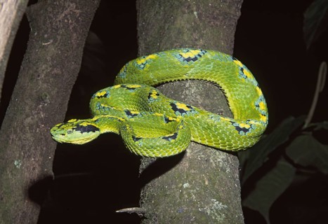 PALM VIPER