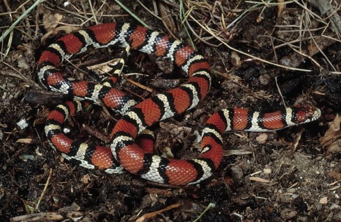 RED MILKSNAKE