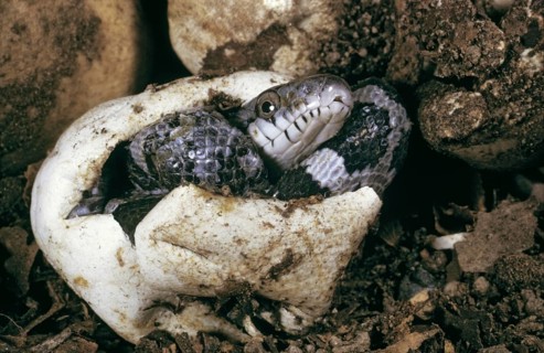 HATCHING BLACK RAT SNAKE