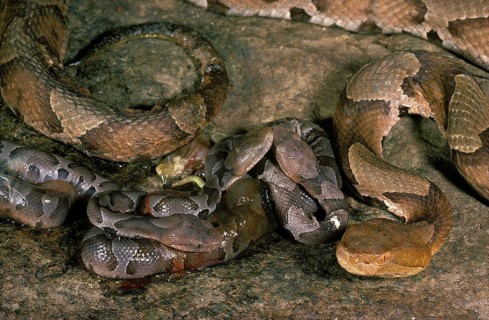Mother Copperhead Snake & Newborn Brood